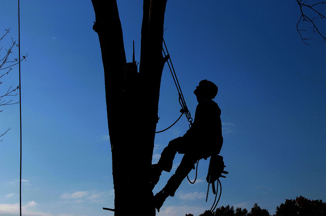 Tree-Care-in Surprise-1 Tree Care in Surprise